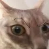 Avatar somnussouls