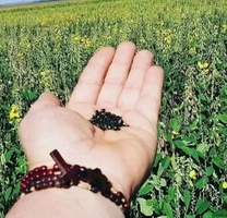Sementes Crotalária Juncea - Embalagem 3,0 Kg.