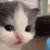 picapaudoscupons