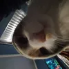 Avatar augustobecs