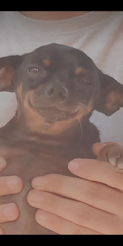 Imagem do comentário