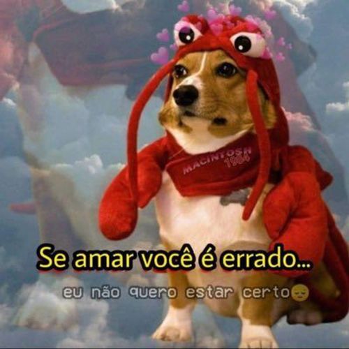 Imagem do comentário