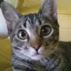Avatar matheusalelis