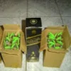 Avatar bei_loco