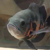 Avatar ericbenebenny