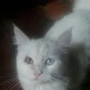 Avatar rwallef