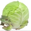 Avatar sapolho