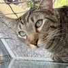 galileo_o_gato