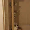 Avatar threecats