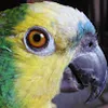 Avatar vieir