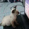 Avatar gambito