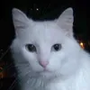 Avatar adriano_senna