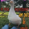 Avatar glea906