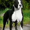 Avatar blacknose