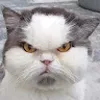 Avatar renanncosta