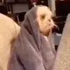 Avatar binoti
