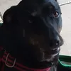 Avatar bargarvi