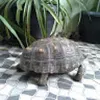 Avatar gaelunkn
