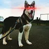 Avatar emadobug4269