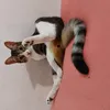 Avatar siren