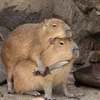 Avatar capivara_perigosa
