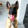 Avatar papagaiodosdescontos6911