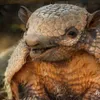 Avatar armadillozin