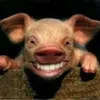 Avatar felix_cisterna