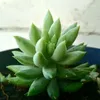 Avatar pamelaircea