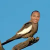 Avatar vicefulder