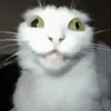 Avatar krooutz