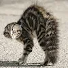 Avatar jhonnycat