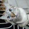 Avatar baladinha