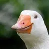 Avatar happygoosie