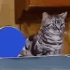 Avatar catpong