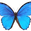 Avatar farias69