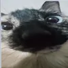 Avatar otaldovaches