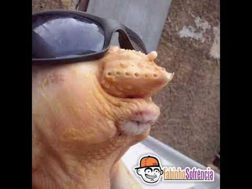 Imagem do comentário