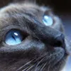 Avatar isaque_benatti