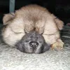 Avatar suuhnovais30
