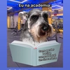 Avatar schnauzercomprador