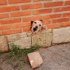 Avatar gugu32