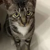 Avatar gato