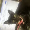 Avatar gatinhadasofertas