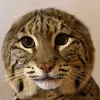 Avatar cheshire