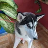 Avatar lolasilva