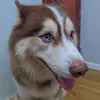 Avatar dutra1