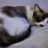 Avatar penelope007