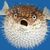 Avatar eminizo