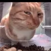 Avatar gatodesconfiado